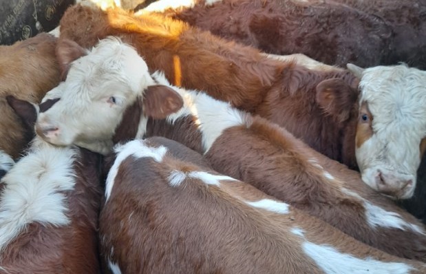 Подозрительных телят задержали по пути в саратовское село